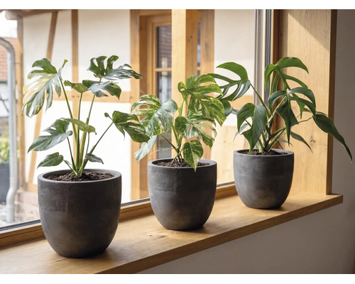 Drei Monstera-Pflanzen in dunkelgrauen Blumentöpfen auf einer hölzernen Fensterbank in einem hellen Raum.