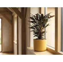 Calathea Zimmerpflanze in gelbem Blumentopf auf einer Fensterbank aus Holz in einem hellen Raum.
