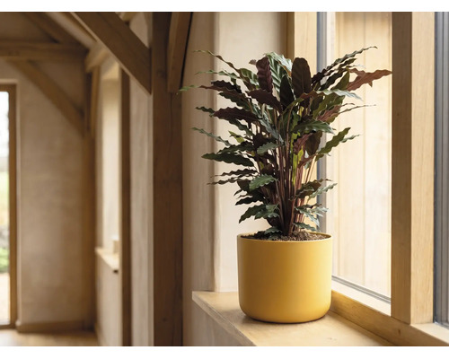 Calathea Zimmerpflanze in gelbem Blumentopf auf einer Fensterbank aus Holz in einem hellen Raum.