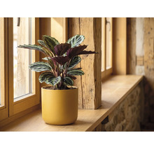 Calathea Zimmerpflanze in gelbem Keramiktopf auf einer hölzernen Fensterbank.