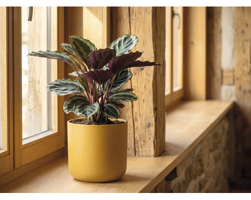 Calathea Zimmerpflanze in gelbem Keramiktopf auf einer hölzernen Fensterbank.