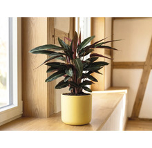 Calathea Zimmerpflanze im gelben Keramiktopf auf einer hölzernen Fensterbank in einem hellen Raum.