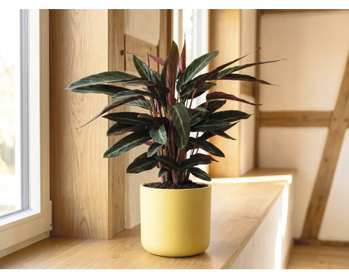 Calathea Zimmerpflanze im gelben Keramiktopf auf einer hölzernen Fensterbank in einem hellen Raum.