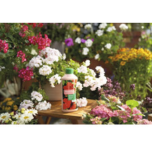 Flasche Plantiful Blumendünger auf einem Holztisch inmitten blühender Geranien und Hortensien in einem hellen Garten.