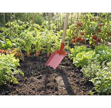 Rote Gartenschaufel mit Holzstiel steckt in dunkler Erde eines hellen Gemüsebeets mit Tomaten, Salat und Möhren.