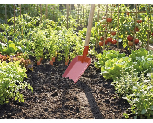 Rote Gartenschaufel mit Holzstiel steckt in dunkler Erde eines hellen Gemüsebeets mit Tomaten, Salat und Möhren.