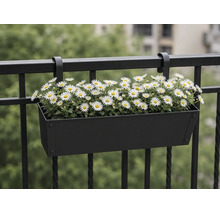 Schwarzer Balkonkasten aus Metall mit weißen Margeriten hängend an einem Balkongeländer.