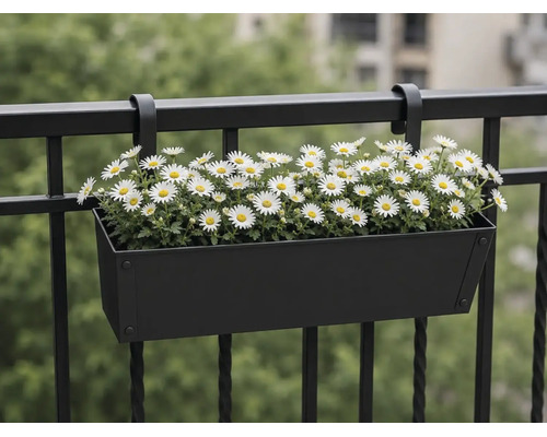 Schwarzer Balkonkasten aus Metall mit weißen Margeriten hängend an einem Balkongeländer.
