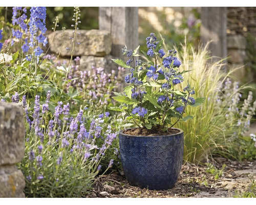 Blaubart in einem blauen Keramiktopf mit Muster in einem hellen Gartenbeet zwischen Lavendel und Ziergräsern.