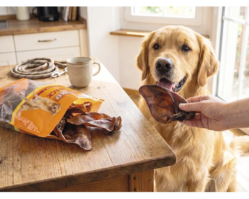 Golden Retriever bekommt einen getrockneten Rinderohr-Hundesnack in einer hellen Küche neben einem Produktbeutel auf einem Holztisch.