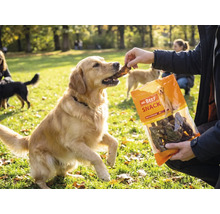 Ein Golden Retriever bekommt einen Snack aus einer Packung Mr. Beef Snack Hundeleckerlis im Freien auf einer Wiese.