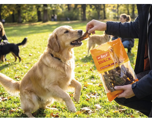 Ein Golden Retriever bekommt einen Snack aus einer Packung Mr. Beef Snack Hundeleckerlis im Freien auf einer Wiese.