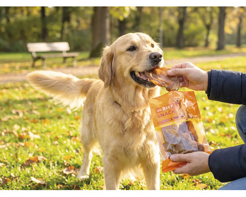 Ein Golden Retriever wird in einem hellen Park mit einem Mr. Beef Snack gefüttert.