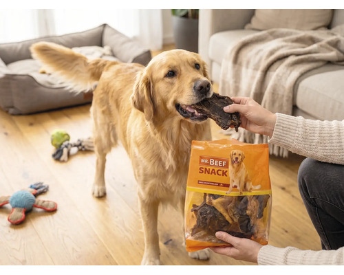 Ein Golden Retriever wird in einem Wohnzimmer mit einem Trockenfleisch-Snack aus einer Packung Mr. Beef Snack gefüttert.
