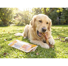 Golden Retriever kaut auf einem Kauknochen im Garten, neben einer Packung Hundesnacks auf dem Rasen.