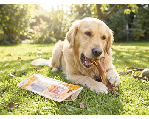 Golden Retriever kaut auf einem Kauknochen im Garten, neben einer Packung Hundesnacks auf dem Rasen.