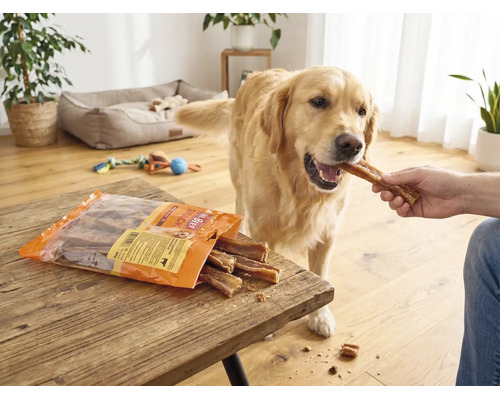 Ein Golden Retriever in einem hellen Wohnzimmer erhält einen Snack von Mr. Beef aus der Hand. Die Packung liegt auf einem Holztisch.