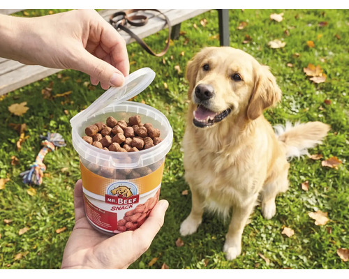 Eine Person hält einen Plastikeimer mit Mr. Beef Hundesnacks vor einen erwartungsvollen Golden Retriever, der auf einer Wiese sitzt.