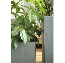 Quadratische graue Pflanzkübel mit geriffelter Oberfläche und einer Schefflera Zimmerpflanze.