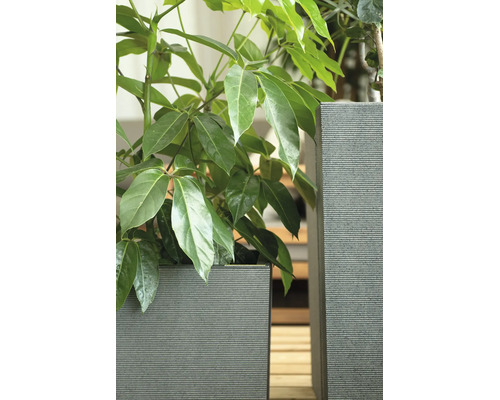 Quadratische graue Pflanzkübel mit geriffelter Oberfläche und einer Schefflera Zimmerpflanze.
