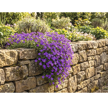 Blaukissen mit violetten Blüten wächst kaskadenartig über eine Trockenmauer aus Naturstein in einem Garten.