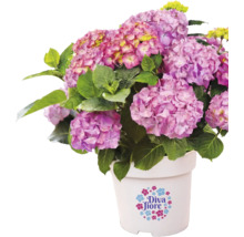 Bauernhortensie Diva Fiore mit violetten Blüten in einem weißen Topf mit Diva Fiore Logo.