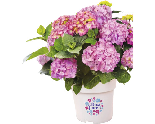Bauernhortensie Diva Fiore mit violetten Blüten in einem weißen Topf mit Diva Fiore Logo.