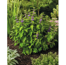 Blühende Bartblume mit grünen Blättern und kleinen lila Blüten in einem Gartenbeet mit Rindenmulch.