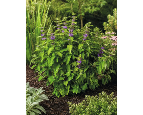 Blühende Bartblume mit grünen Blättern und kleinen lila Blüten in einem Gartenbeet mit Rindenmulch.