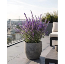 Großes graues Pflanzgefäß in Steinoptik mit blühender lila Blauraute auf einer modernen Dachterrasse mit Fliesen.