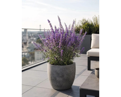 Großes graues Pflanzgefäß in Steinoptik mit blühender lila Blauraute auf einer modernen Dachterrasse mit Fliesen.