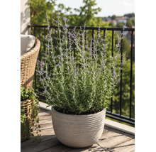 Blauraute in einem runden, strukturierten Pflanzkübel auf einem hellen Balkon mit Holzboden und Blick auf Bäume.