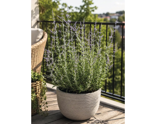 Blauraute in einem runden, strukturierten Pflanzkübel auf einem hellen Balkon mit Holzboden und Blick auf Bäume.