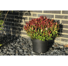 Photinia fraseri Little Red Robin in einem schwarzen Topf auf grauen Schiefersteinen vor einer Ziegelmauer.