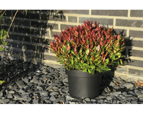Photinia fraseri Little Red Robin in einem schwarzen Topf auf grauen Schiefersteinen vor einer Ziegelmauer.