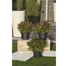 Drei Traubenheiden Leucothoe in schwarzen Kunststofftöpfen auf einer rustikalen Holzkiste in einem hellen Garten.