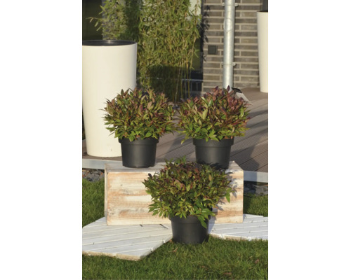 Drei Traubenheiden Leucothoe in schwarzen Kunststofftöpfen auf einer rustikalen Holzkiste in einem hellen Garten.