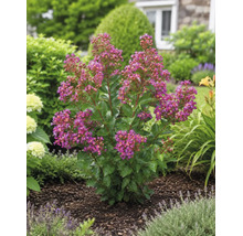 Blühende Lagerstroemia mit pinken Blüten im Gartenbeet mit dunklem Mulch.