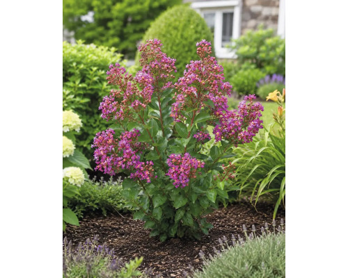 Blühende Lagerstroemia mit pinken Blüten im Gartenbeet mit dunklem Mulch.
