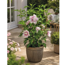 Blühender Garteneibisch im dekorativen Pflanztopf auf einer hellen Terrasse mit grünen Blättern und hellen Blüten.