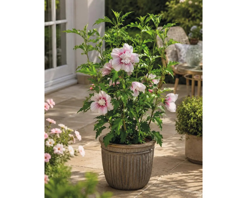 Blühender Garteneibisch im dekorativen Pflanztopf auf einer hellen Terrasse mit grünen Blättern und hellen Blüten.
