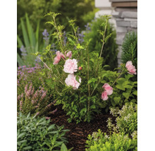 Garteneibisch Hibiscus syriacus mit gefüllten hellrosa Blüten im Gartenbeet auf Rindenmulch.