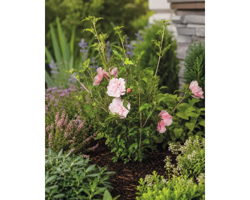 Garteneibisch Hibiscus syriacus mit gefüllten hellrosa Blüten im Gartenbeet auf Rindenmulch.