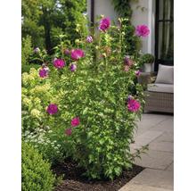 Ein blühender Garten-Eibisch mit magentafarbenen Blüten auf einer gepflasterten Terrasse im Garten.