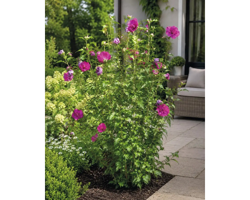 Ein blühender Garten-Eibisch mit magentafarbenen Blüten auf einer gepflasterten Terrasse im Garten.