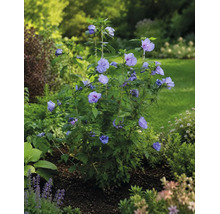 Blühender Gartenhibiskus Hibiscus syriacus mit violettblauen Blüten in einem hellen Gartenbeet.
