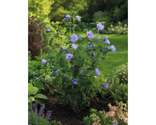Blühender Gartenhibiskus Hibiscus syriacus mit violettblauen Blüten in einem hellen Gartenbeet.