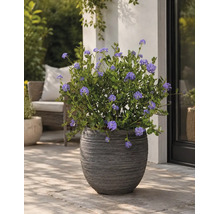Strukturierter dunkler Pflanzkübel mit blühendem Ceanothus auf einer gepflasterten Terrasse neben einer Hauswand.