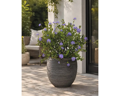 Strukturierter dunkler Pflanzkübel mit blühendem Ceanothus auf einer gepflasterten Terrasse neben einer Hauswand.