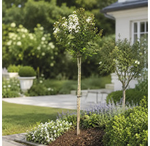 Weiß blühende Lagerstroemia als Hochstamm, gepflanzt in einem hellen, organisierten Garten mit Lavendel und Mulch.